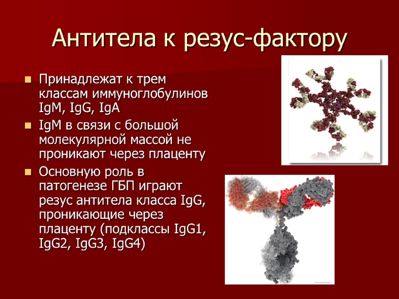 Антитела к резус-фактору Принадлежат к трем классам иммуноглобулинов IgM, IgG, IgA IgM в связи